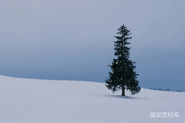 高清摄影 一棵孤独的常青树矗立在覆盖着积雪的田野中。