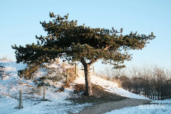 高清摄影 白天雪地上的绿树