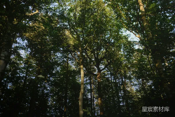 高清摄影 一片森林中的几棵高大的树木