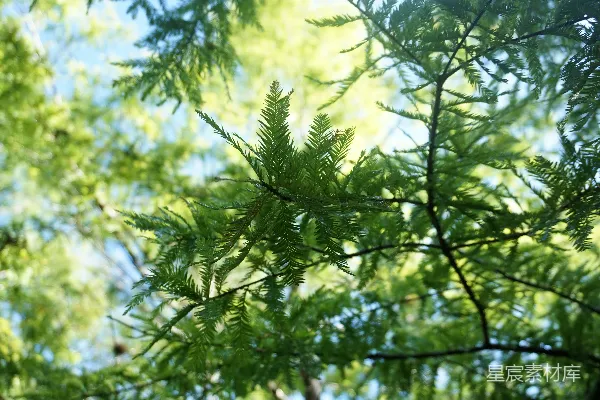 高清摄影 倾斜移轴镜头下的绿叶