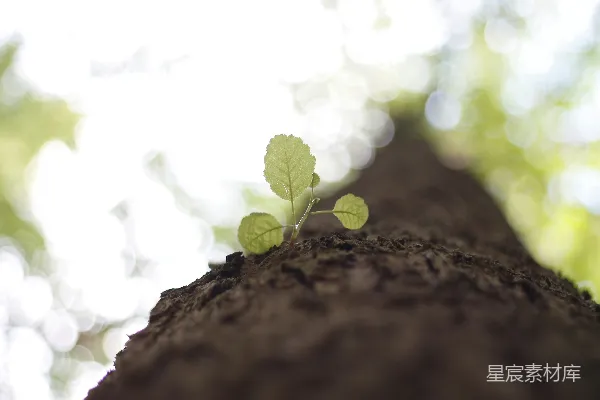 高清摄影 一棵绿色的小植物从树皮中萌发出来。