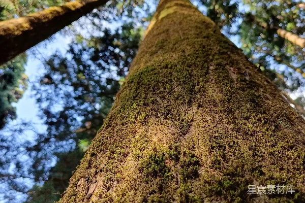 高清摄影 一棵长满青苔的高树