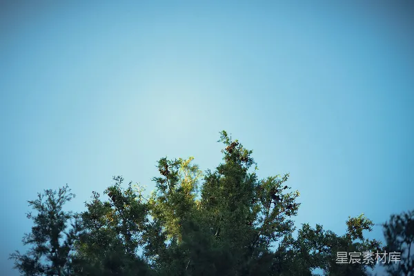 高清摄影 蓝天白云下的绿树