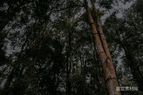 高清摄影 一棵高大的树在森林中央