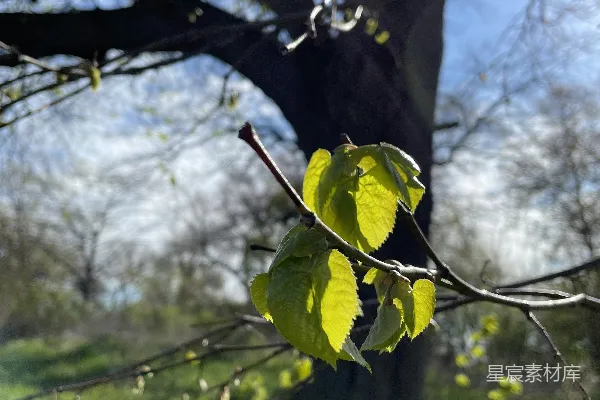高清摄影 一棵枝叶繁茂的树在草地上