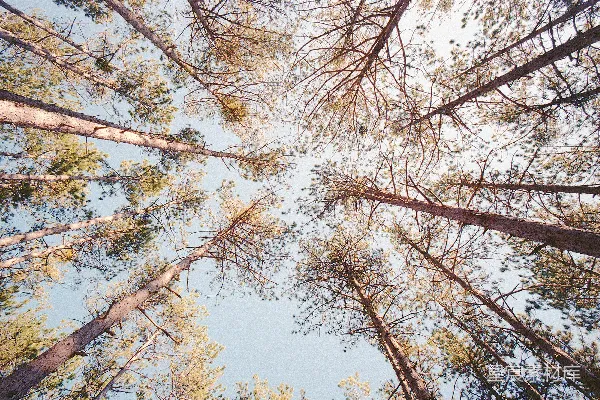 高清摄影 仰望高大的松树，看向天空