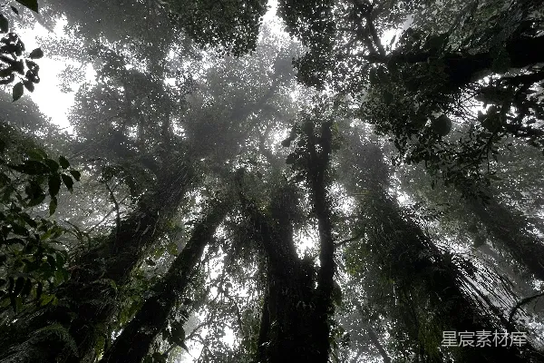 高清摄影 一片森林中央的一群高大的树木