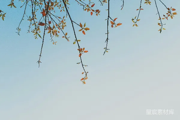 高清摄影 树的枝条在蓝天背景下