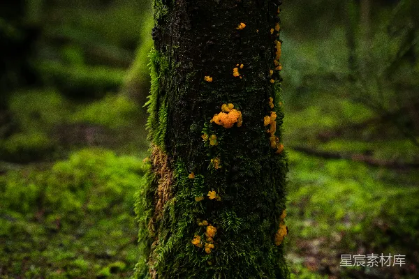 高清摄影 覆盖着苔藓的树干在森林里