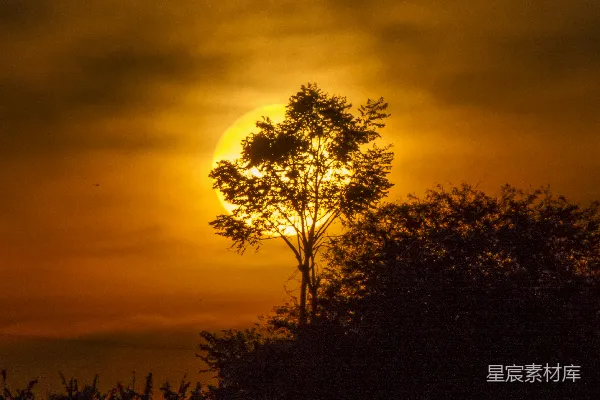 高清摄影 夕阳下的树木剪影