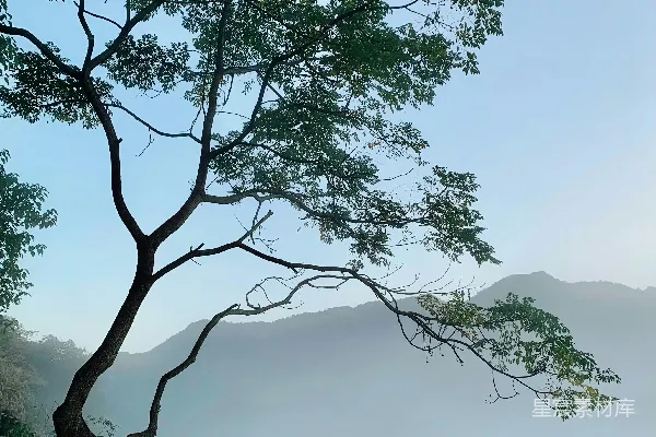 高清摄影 一棵树在雾蒙蒙的天空下