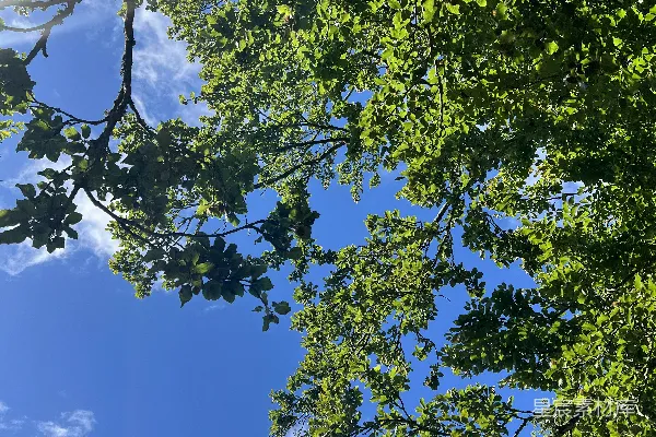 高清摄影 一个在一些树木中间的停车标志