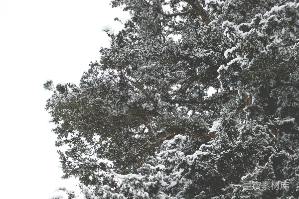 高清摄影 被雪覆盖的树