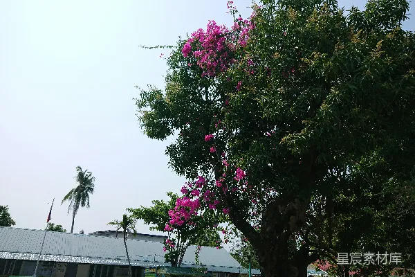 高清摄影 一棵长满粉红色花朵的大树，背景是清澈的天空。