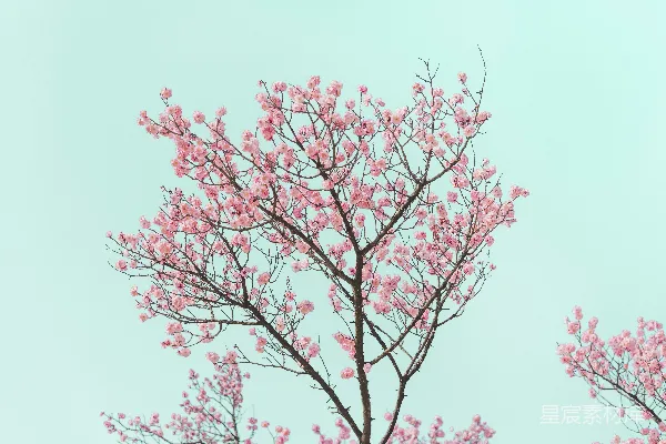 高清摄影 蓝天下的红叶树