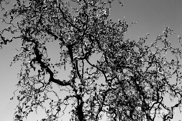 高清摄影 白天蓝天下的一棵绿树