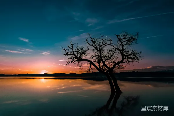 高清摄影 夕阳下湖中树木的剪影