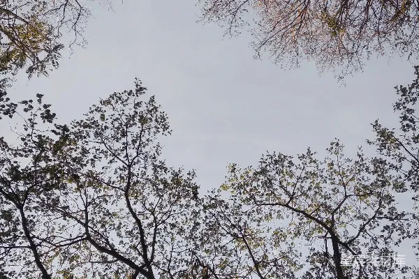 高清摄影 仰望森林中的树木顶端