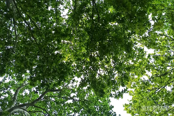 高清摄影 仰视树木