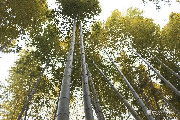 高清摄影 低角度拍摄树木