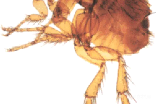 元素素材 蚤子