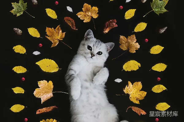 高清摄影 银色虎斑猫被树叶环绕