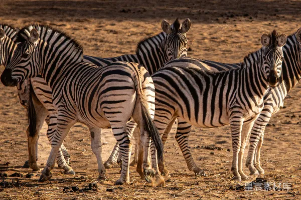 高清摄影 一群斑马站在泥土里。