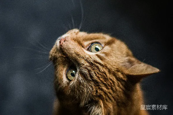高清摄影 选择性聚焦和低角度摄影的橙色虎斑猫