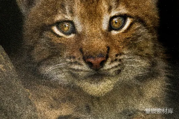 高清摄影 野猫
