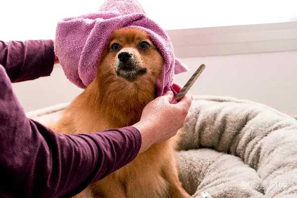 高清摄影 棕色的博美犬穿着粉红色的毛巾。