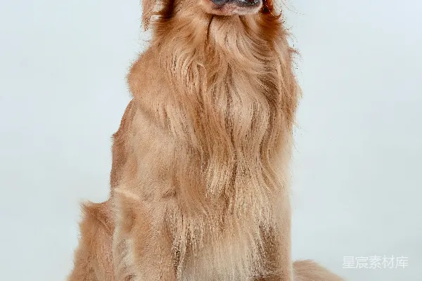 高清摄影 一只金毛寻回犬正对着镜头坐着，微笑着。