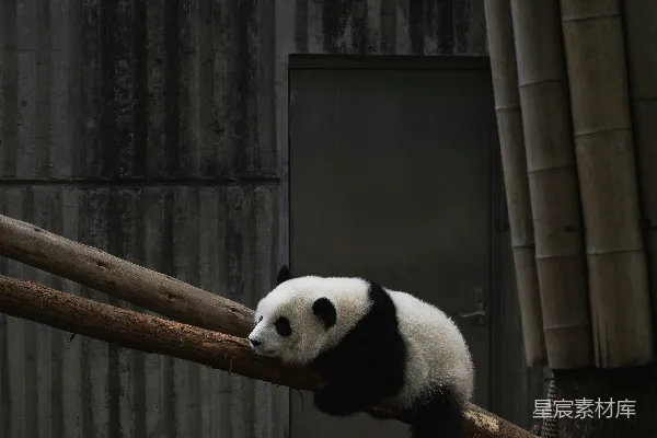 高清摄影 黑白相间的熊猫