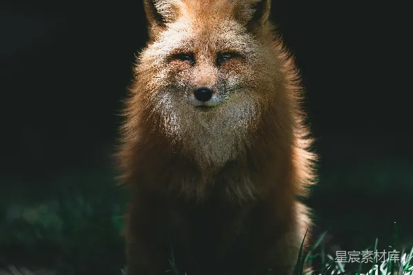 高清摄影 红狐狸
