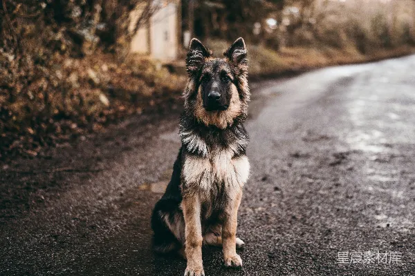 高清摄影 德国牧羊犬坐在路旁的灌木丛附近