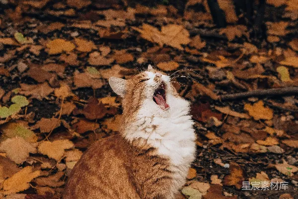 高清摄影 一只橙白相间的猫在树叶中打哈欠。