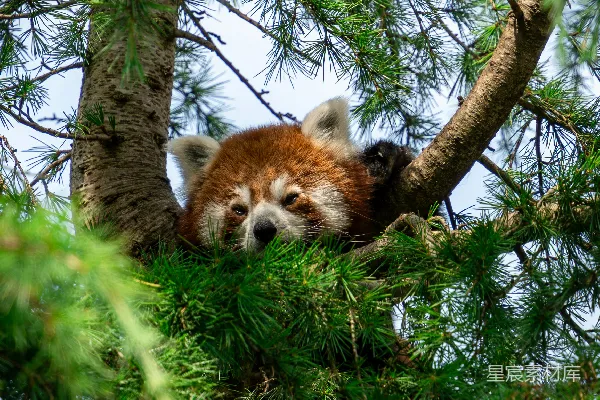 高清摄影 一只红熊猫坐在树上。