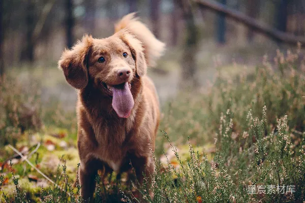 高清摄影 新斯科舍猎鸭犬在白天的草地上吐舌头。