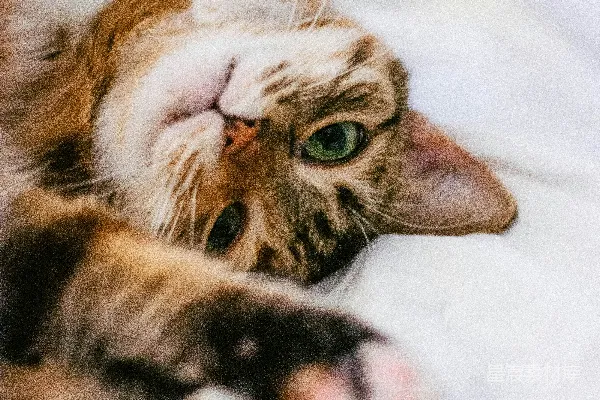 高清摄影 棕色虎斑猫在白色织物上