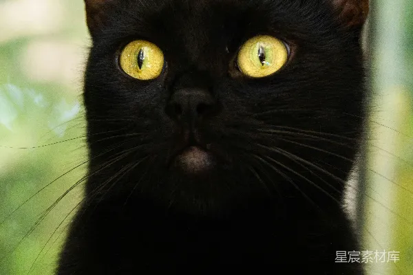 高清摄影 倾斜摄影镜头下的黑猫