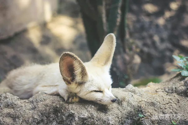 高清摄影 白色和棕色的狐猴猫正躺在地上。
