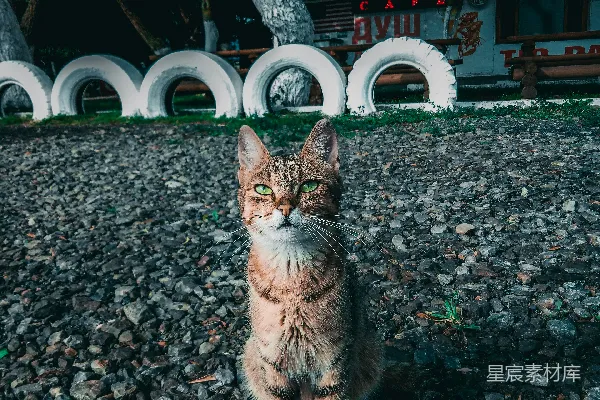 高清摄影 棕色虎斑猫在灰色混凝土路上