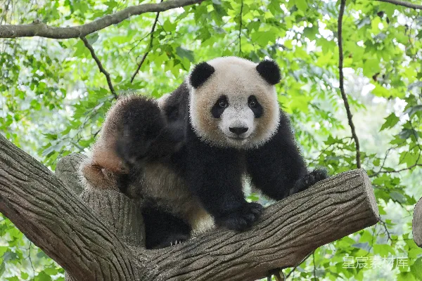 高清摄影 熊猫在树上