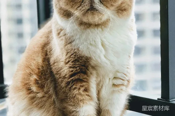 高清摄影 白天，一只棕白相间的猫坐在玻璃窗旁边。