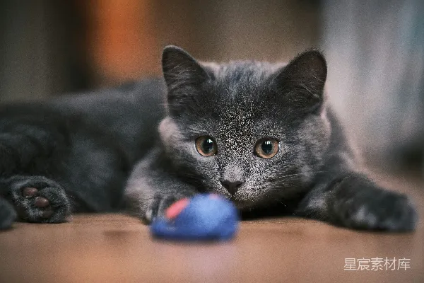 高清摄影 蓝猫在棕色木桌前