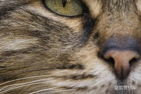 高清摄影 在特写摄影中，棕色虎斑猫