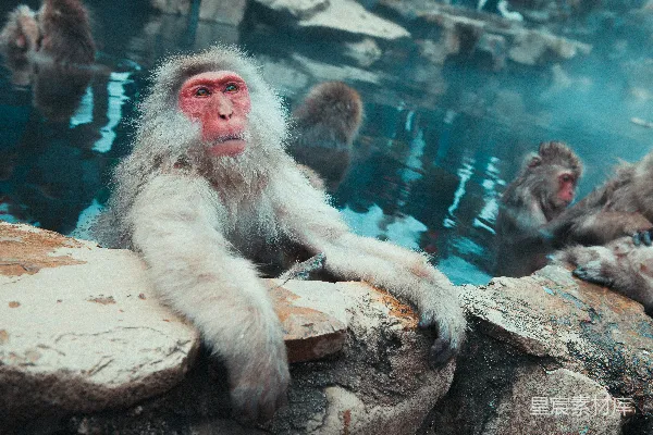 高清摄影 白天水面上的猴子