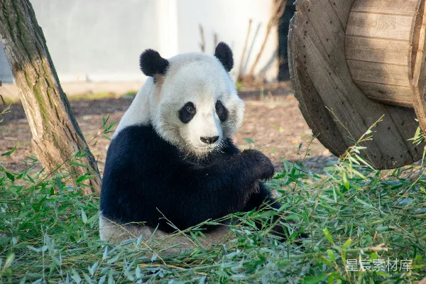 高清摄影 一只熊猫坐在草地上，旁边有一棵树。