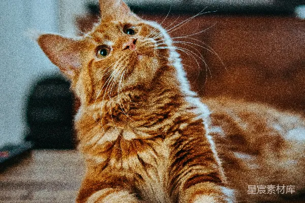 高清摄影 橙白相间的猫在棕色桌子上拍摄的特写照片