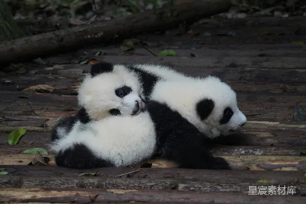 高清摄影 两只黑白相间的熊猫