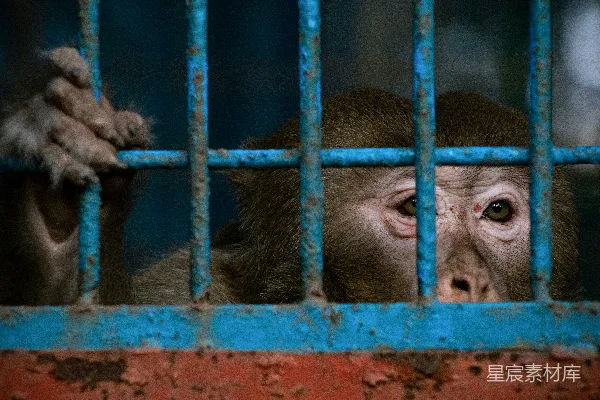 高清摄影 一只关在笼子里的猴子